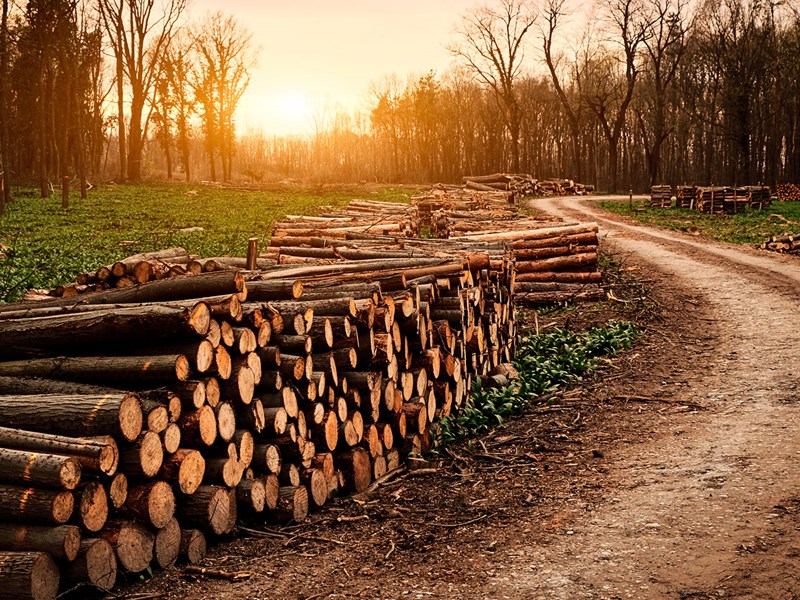 Branschbild skog.